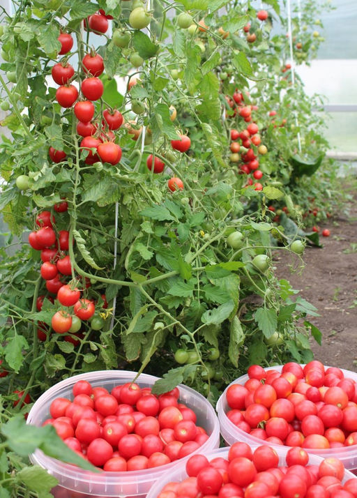 Томат МЕДОВЫЙ МИЛЛИОН Невероятно ранний черри сорт! Созревает целыми кистями! Уникальные вкусовые качества! - Уральский дачник фото 2