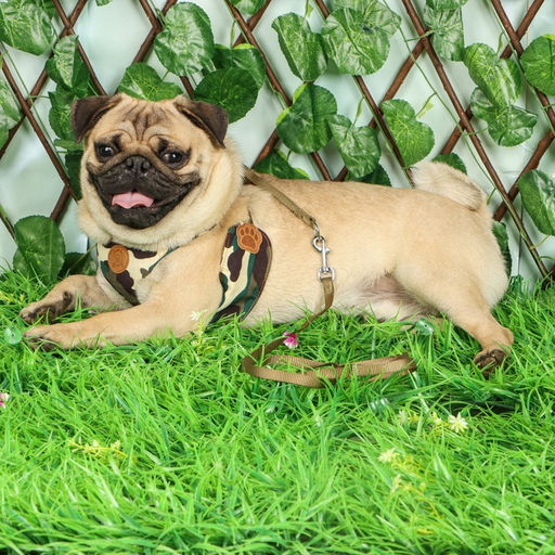 Комплект Рефлекс, размер L, поводок 95 см, ОГ 25-64 см, камуфляж - Пижон фото 9