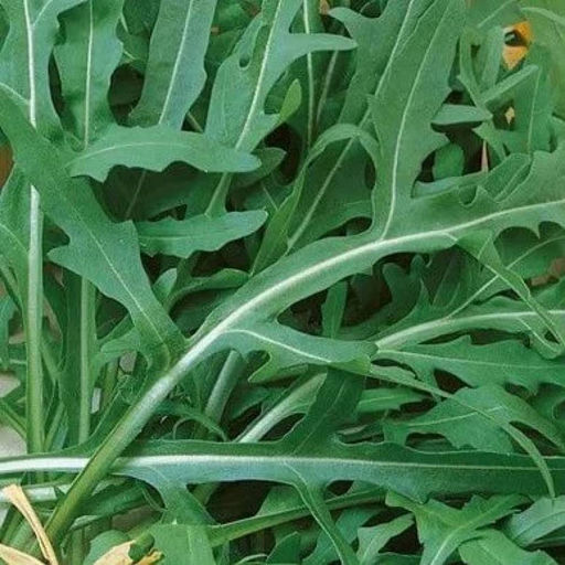 6196U Двурядник тонколистный Стрелы Купидона 0,5гр