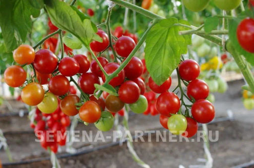 Томат Дирижер - Партнер фото 8