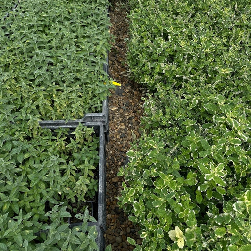 Мята Ананасная