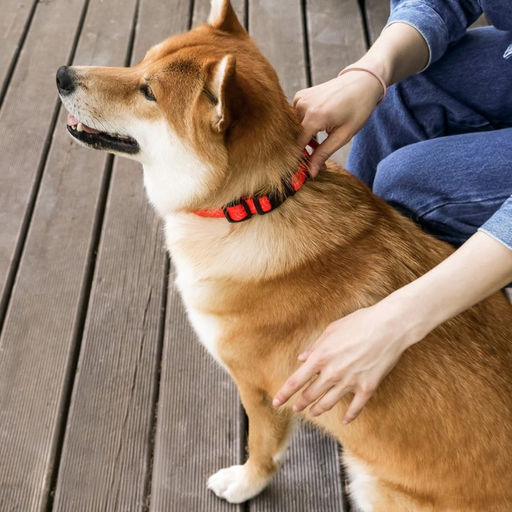 Ошейник One line, застёжка - фастекс, 2 см 25-40 см - Пушистое счастье фото 3