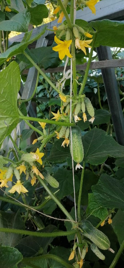 Огурец ВЕРНОСТЬ F1 Суперпучковый тип! Гибрид с букетными веточками! - Уральский дачник фото 4