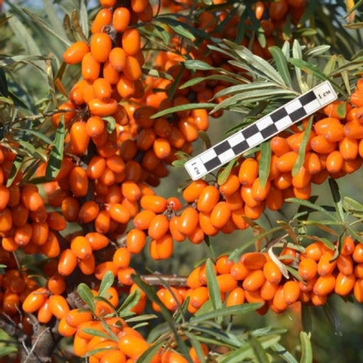 Облепиха Афина-2 (коробка) 1шт