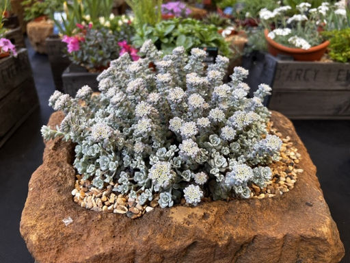 Очиток Кейп Бланко