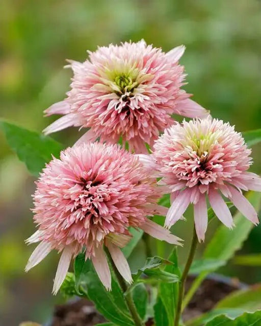 Эхинацея Cherry Fluff (Махровая)