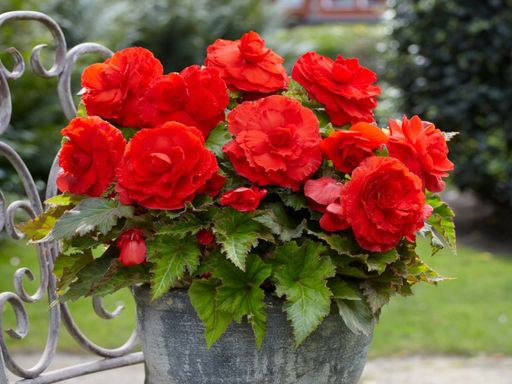 Бегония махровая красная (Double Red) - Долина роз фото 5