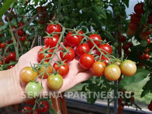 Томат Карамелла - Партнер фото 4