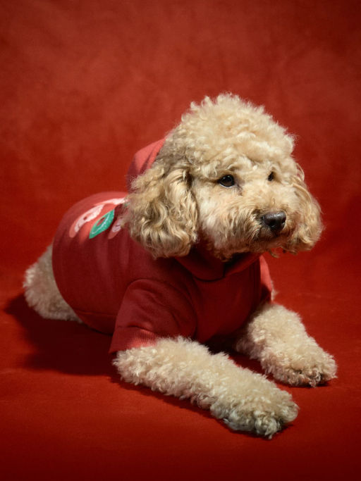 Худи для питомца с принтом / Zarina