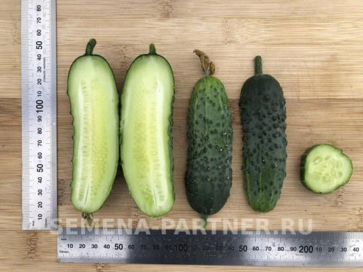 Огурец пчелоопыляемый Виорел - Партнер фото 4
