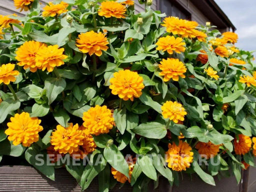 Цинния махровая Барышня-крестьянка Мандариновый Конфитюр - Партнер фото 6