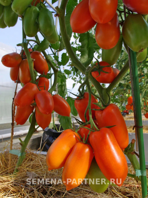 Томат Жара - Партнер фото 3