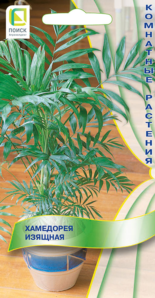 Хамедорея Изящная (ЦВ) (К) 5шт. - Поиск фото 2