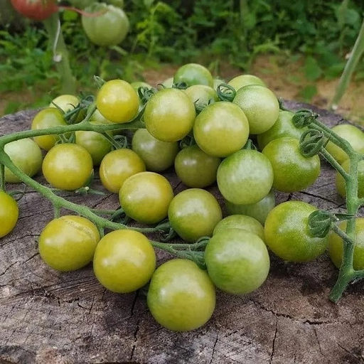 7018T Томат Доктор Фростед 10шт