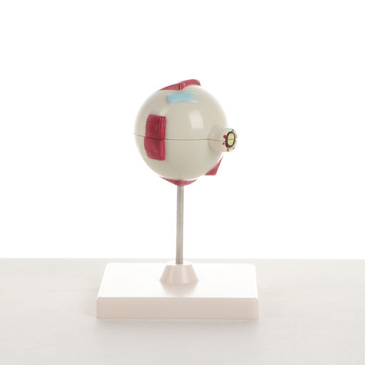 Анатомическая модель «Макет глаза человека», разборный, 17×12×12 см