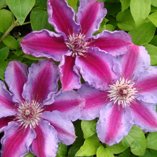 Клематис Тюдор - Долина роз фото 8