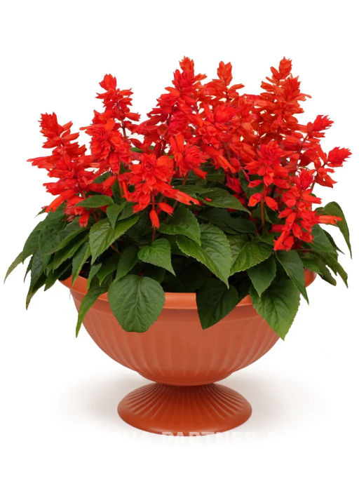 Сальвия сверкающая Фиоретти Брайт Ред - Партнер фото 4