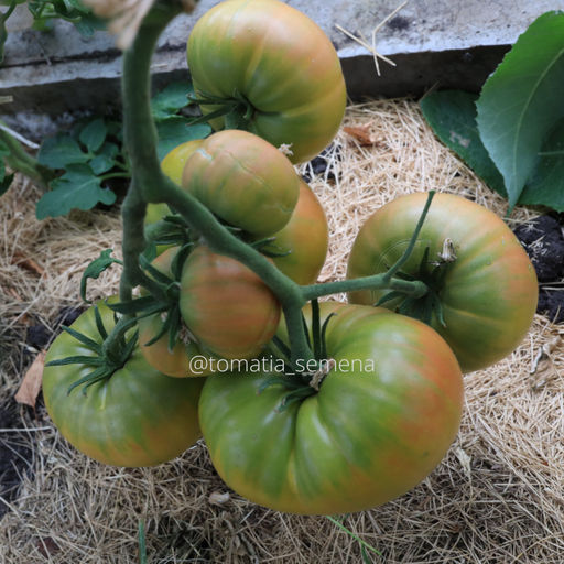 Абсент - Tomatia фото 3