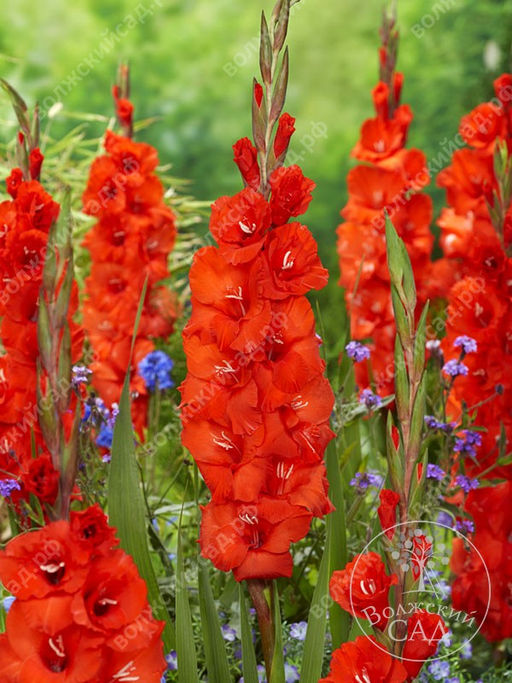 ГЛАДИОЛУС Фортуна Разбор 10/12 Кол-во упак., шт 10