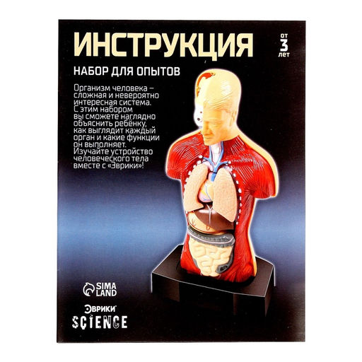 Научный опыт Строение тела - Эврики фото 21