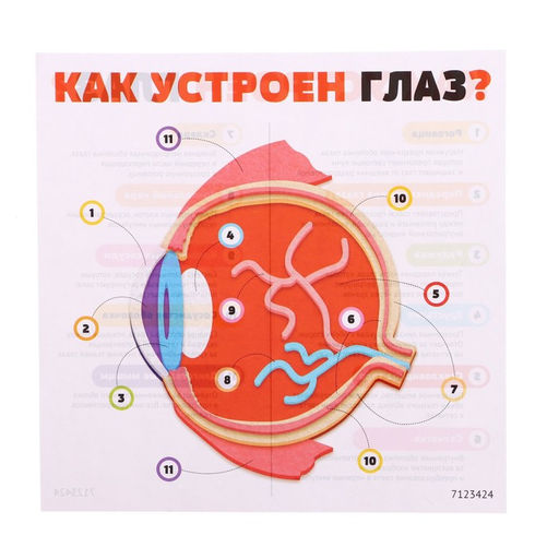 Набор для опытов Моё тело, глаз - Эврики фото 7