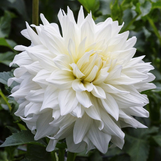 ГЕОРГИНА Сноубаунд Разбор I Кол-во упак., шт 1