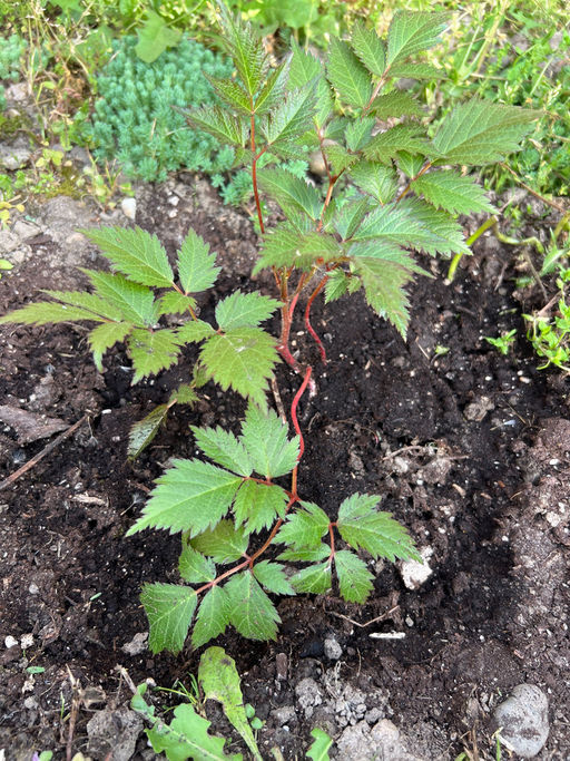 Астильба Арендса Фанал