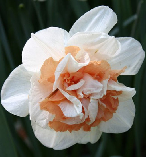 Нарцисс Delnashaugh (3 луковицы)