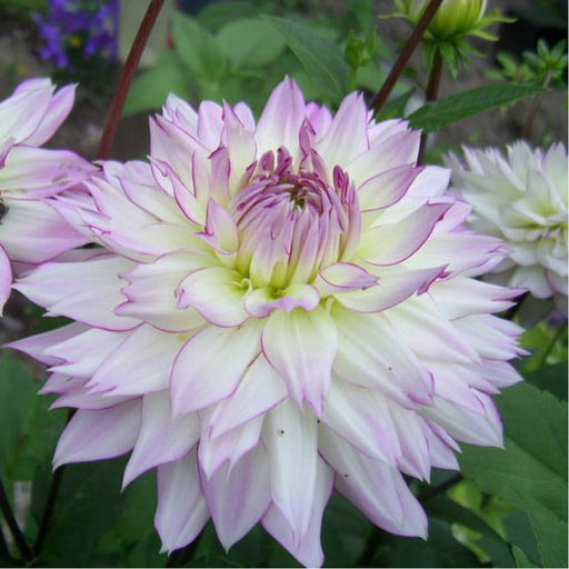 ГЕОРГИНА Дарк Спирит Разбор I Кол-во упак., шт 1