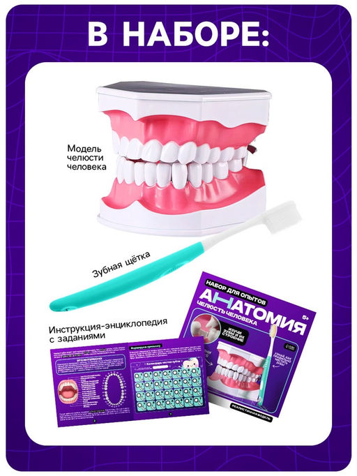 Набор для опытов Анатомия, челюсть человека - Эврики фото 4