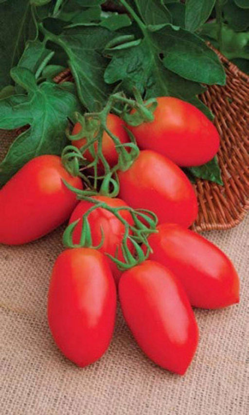 Томат БАРНАУЛЬСКИЙ КОНСЕРВНЫЙ