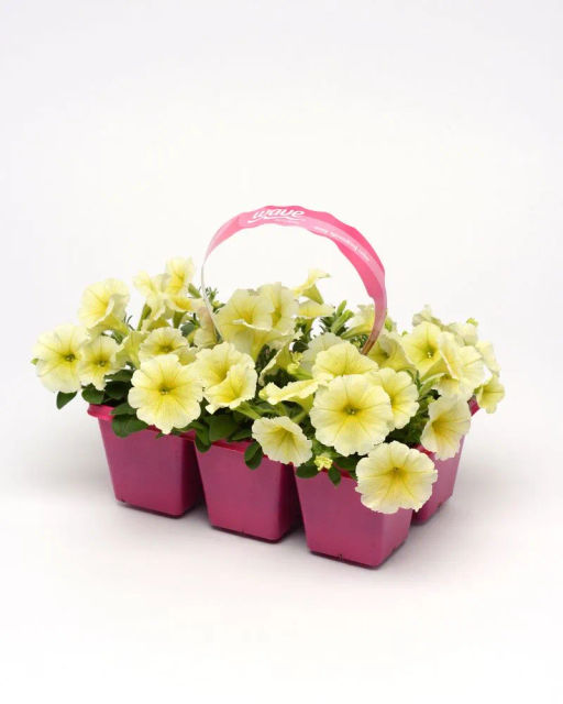 Петуния Изи Вэйв Еллоу каскадно-ампельная - Партнер фото 7