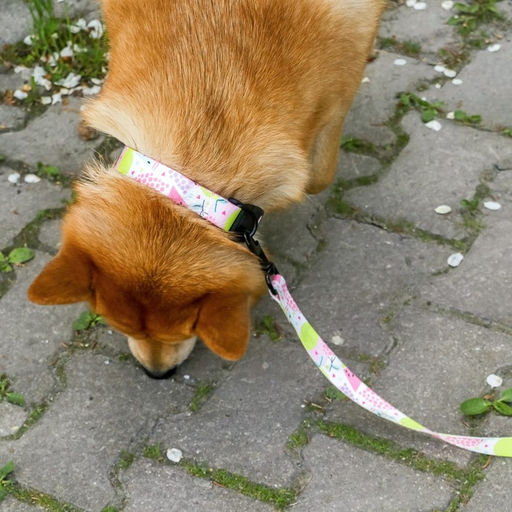 Ошейник Сочное настроение, застёжка - фастекс, 2.5 см, 40-55 см - Пушистое счастье фото 3