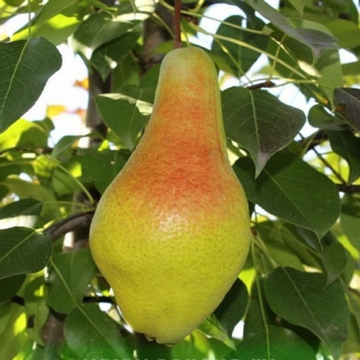 Груша Яковлева (саженец с этикеткой) 1шт