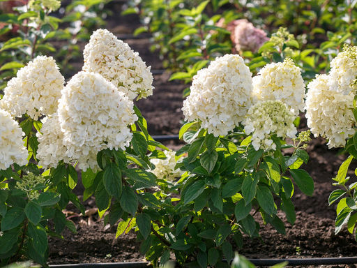 Гортензия метельчатая Summer Snow (Саммер Сноу) - Долина роз фото 5