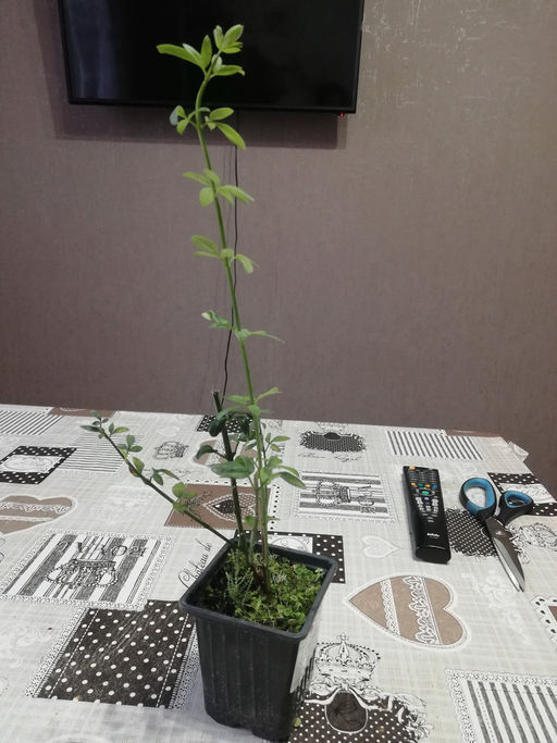 Жасмин голоцветковый