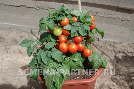 Томат Балконное Чудо Красный - Партнер фото 5