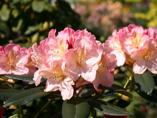 Рододендрон Percy Wiseman (Перси Вайсман)