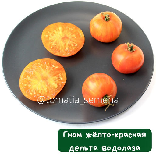 Гном Желто-красная дельта водолаза