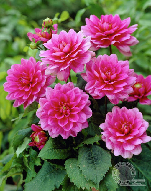 ГЕОРГИНА Блюсетте Разбор I Кол-во упак., шт 1