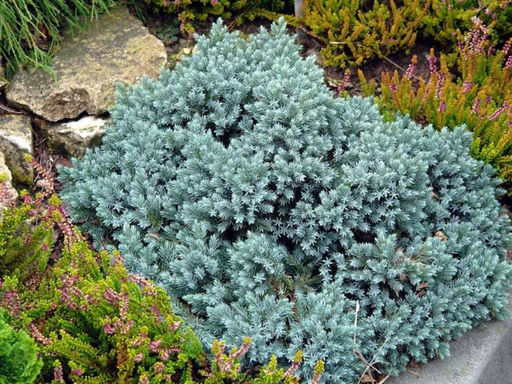 Можжевельник чешуйчатый Блю Стар - Долина роз фото 3