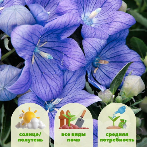 Ширококолокольчик (платикодон) синий