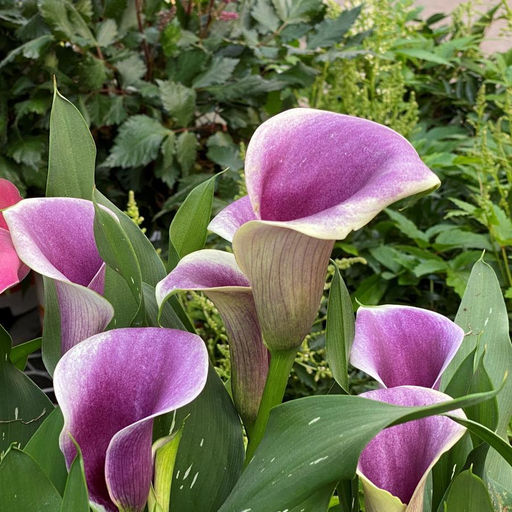 Калла Airbush - Голландские луковицы фото 2