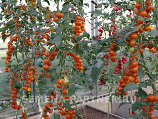 Томат Рыжий Фермер - Партнер фото 3