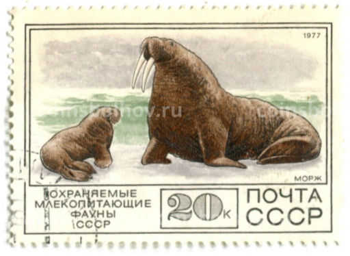 Марка Охраняемые млекопитающие фауны СССР  Морж 1977 год