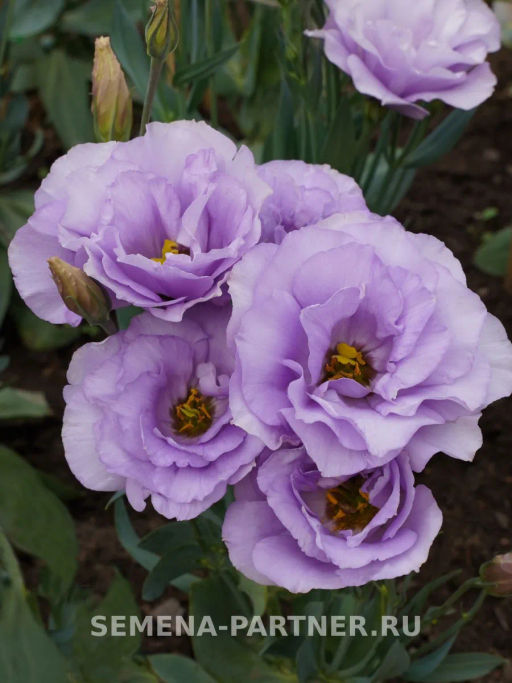 Эустома срезочная махровая лиловая Мадам Марсо - Партнер фото 5