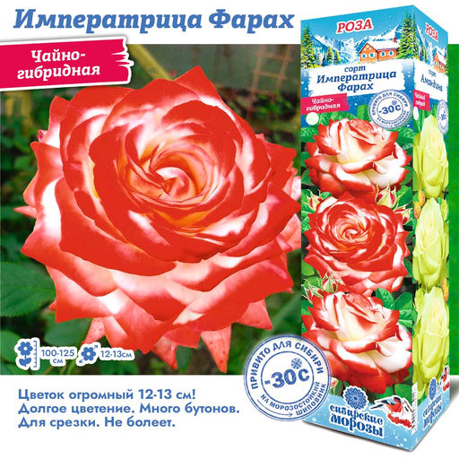 Роза Императрица Фарах (Чайно-гибридная) 1шт