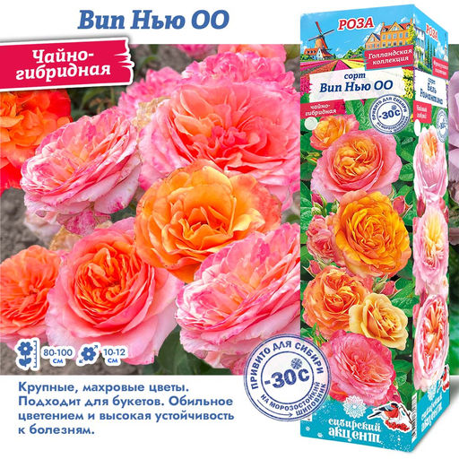 Роза Вип Нью ОО (Чайно-гибридная) 1шт