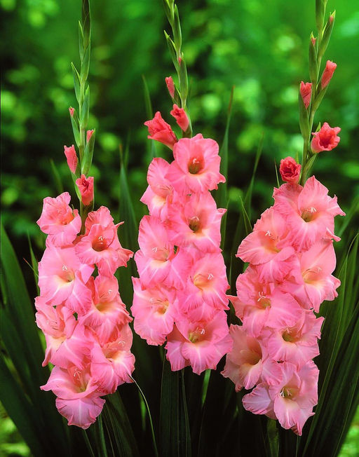 ГЛАДИОЛУС Роуз Суприм Разбор 10/12 Кол-во упак., шт 10