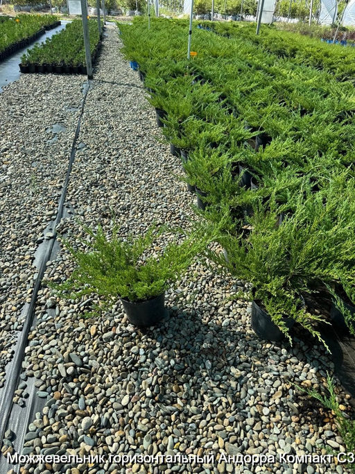 Можжевельник горизонтальный Андорра Компакт С3 - Park rose фото 2